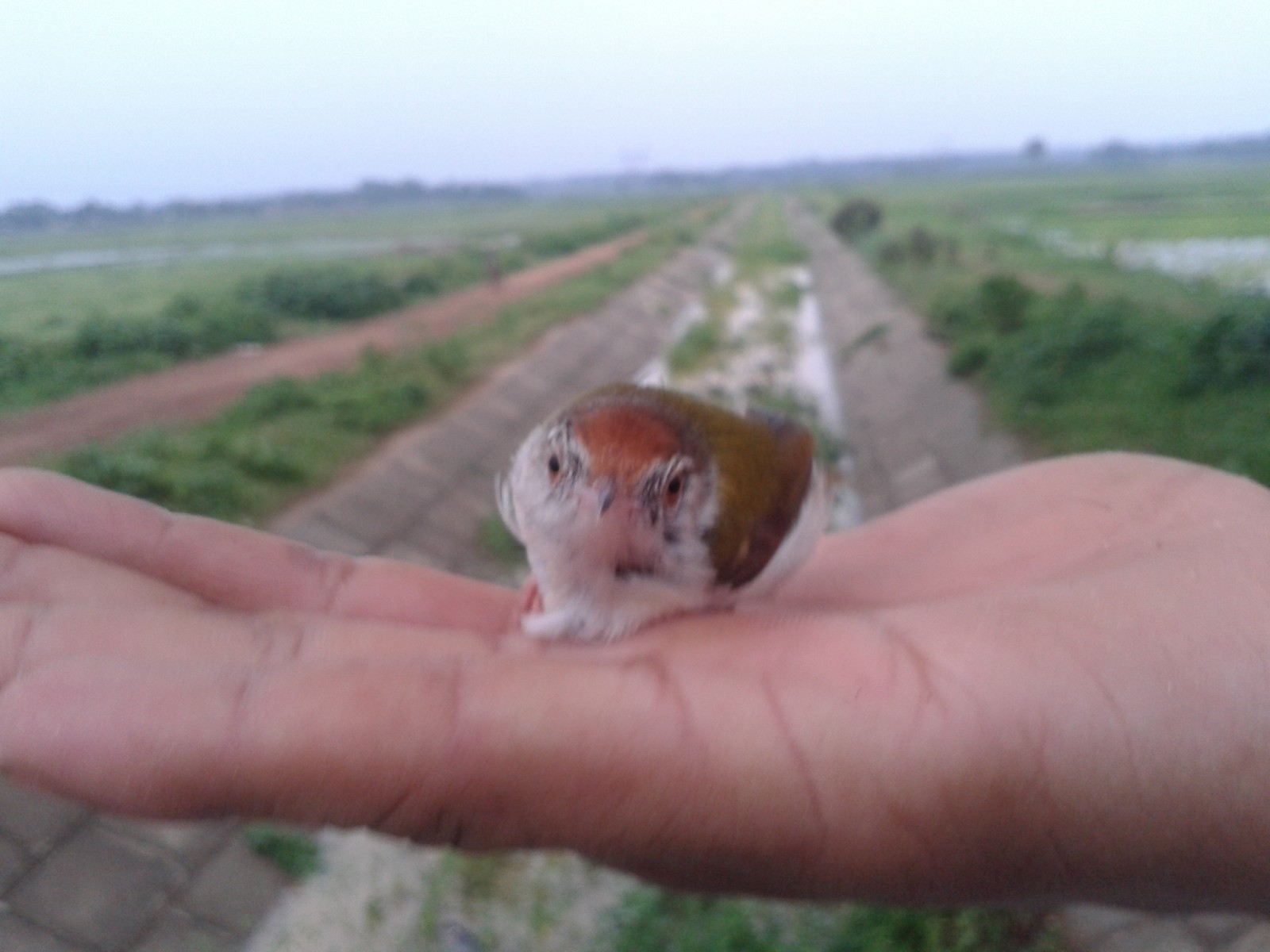 visitor