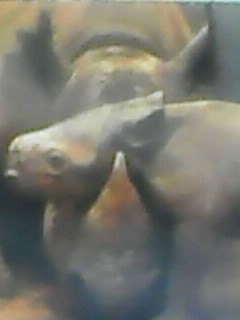 visitor