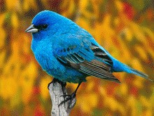 visitor