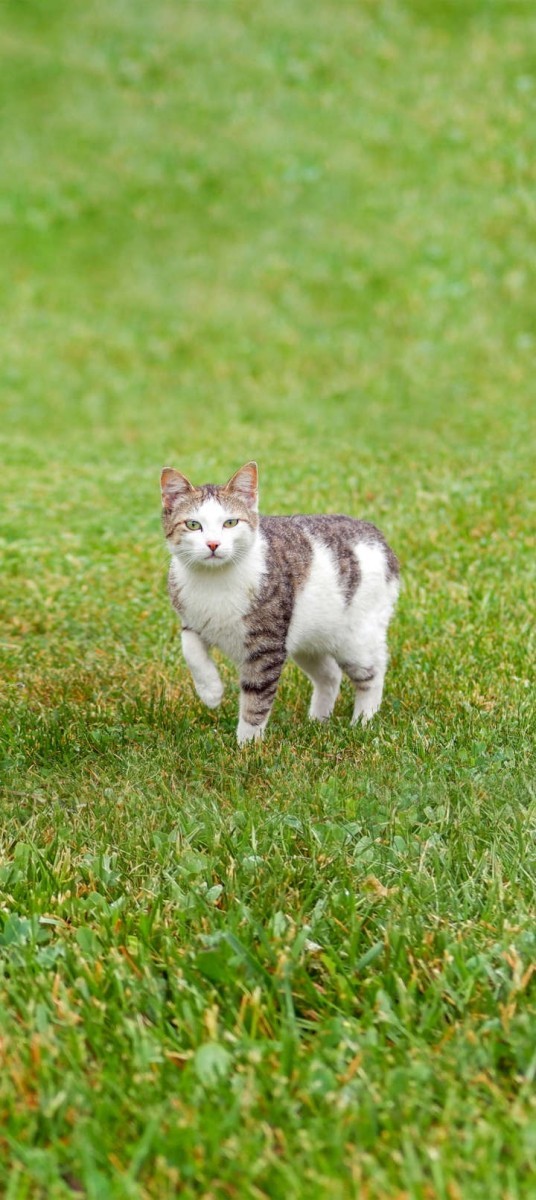 visitor