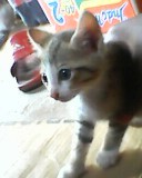 visitor