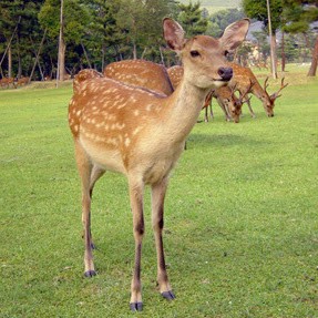 visitor