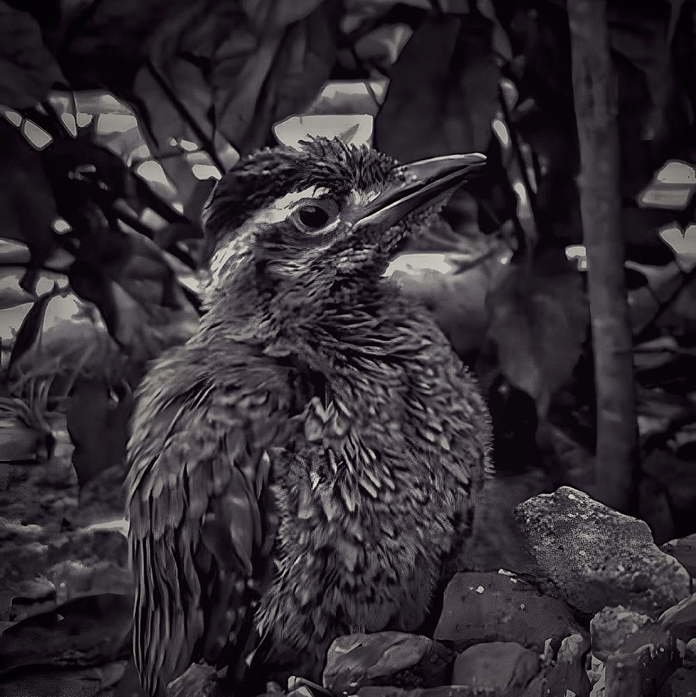 visitor