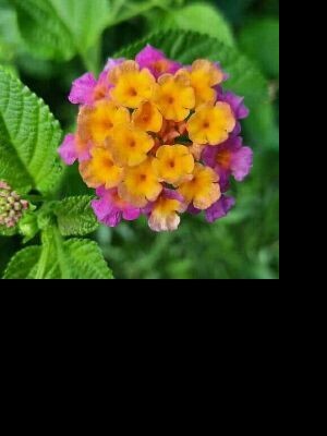 arpit63737