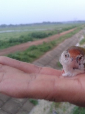 milonsenapati
